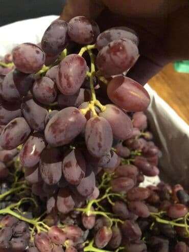 сушилка для фруктов купить в баку: Qurutma Aparatı Model DT600H Qızdırıcı aqreqat 6HP(380V) 3 faza — 4