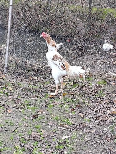 Птицы: 10 ayliq iri cusseli heyvandi cox yaxwi doyuw qabliyyeti var ciddi — 3