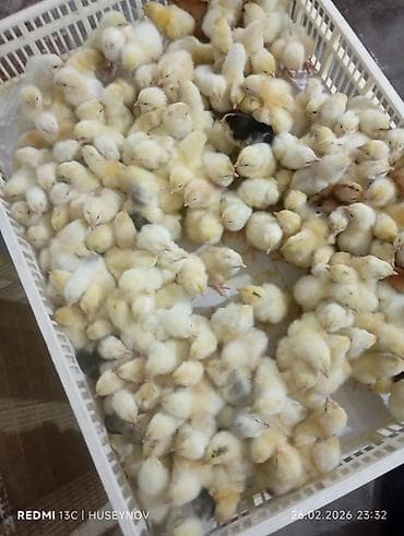 heyvanlar meymun: 15 günlük süper lider cucesi vaxsinadiyalari verilib Saba lasota — 7