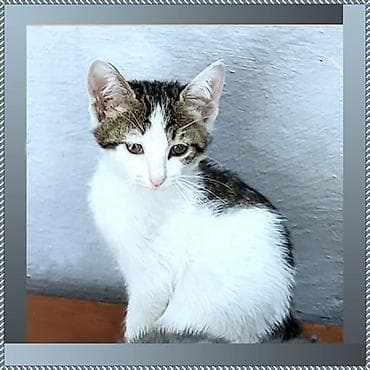 heyvan bazari: В самые добрые ручки. Котенок-мальчик возраст - 2,5 мес. Красивый — 1