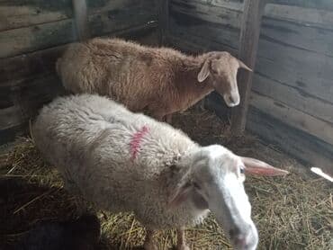 Inəklər, öküzlər: Diqqətlə oxu sonra zəng elə! 4 ədəd qoyun satılır! 3 ədəd qoyun — 10