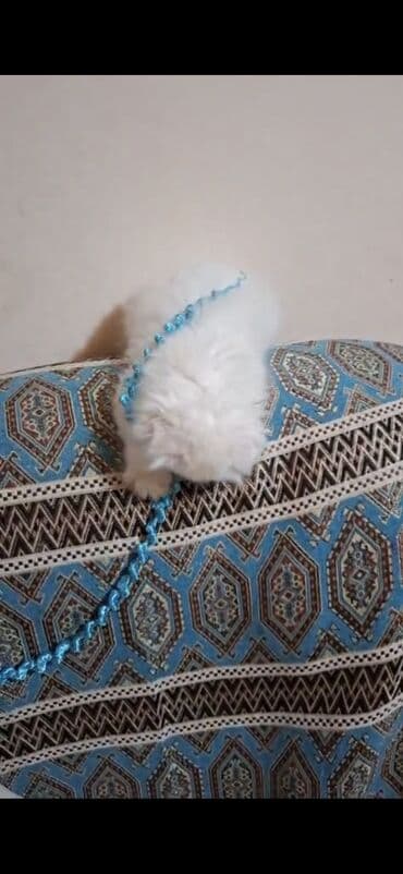 pişik: Şinşilla, Dişi — 9