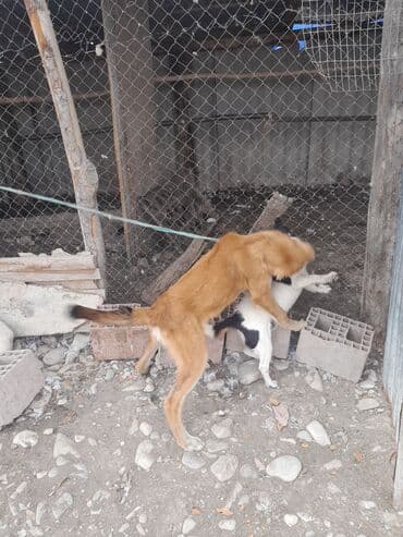 it adlari erkek: Kanqal, 3 ay, Erkek, Cütləşmə üçün, Ünvandan götürmə — 1