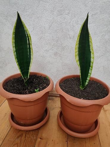 ciledagi bitkisi: Sansevieria “Qayınana dili” – 2 ədəd - Bitki: Sansevieria trifasciata — 3
