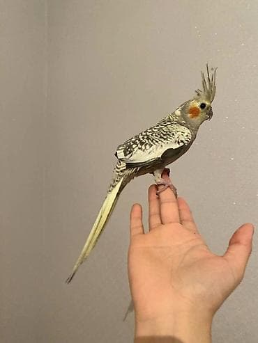 mal qara fermalari: Salam korella ele orgesmis korellardi saglam quslardi damsdirmaq — 5