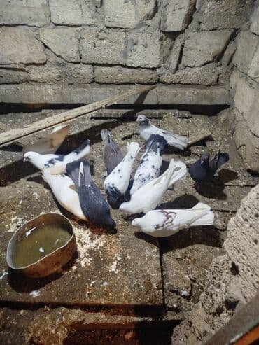 şahin quşunun qiyməti: Ev göyərçinləri – müxtəlif rəng və naxışlarda Məhsul təsviri: - — 2