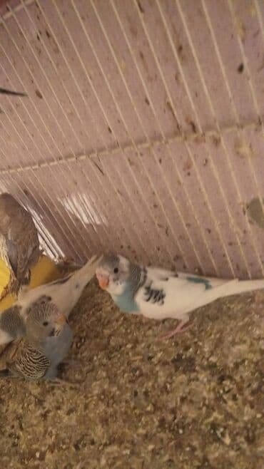 əbabil quşu: Baladilar rengbereng 20 denedi Unvan Bileceri — 5