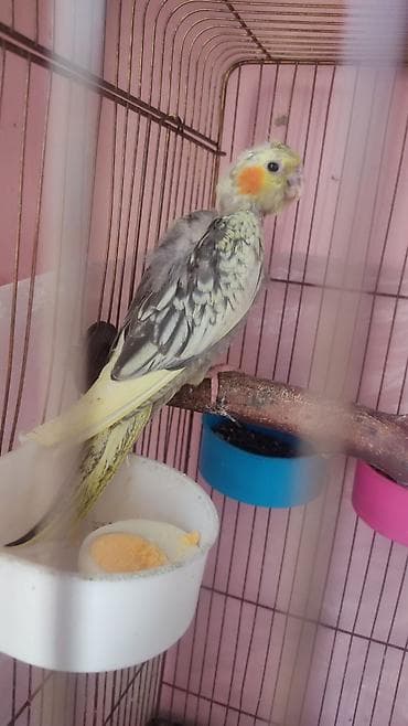 Nymph paraket (Cockatiel) – nadir rəngli balalar - Növ: Nymph paraket
