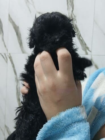 itlər pudel: Pudel, 2 ay, Dişi, Sənədli, Pulsuz çatdırılma — 12