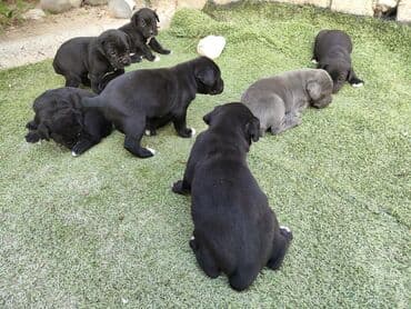 кане корсо цена: 1 ay, Peyvəndli, Ünvandan götürmə, Pulsuz çatdırılma, Ödənişli çatdırılma — 27