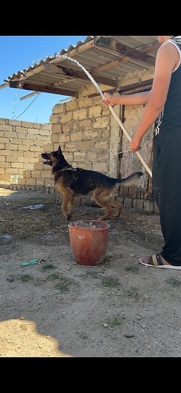 Alman çoban iti, Erkek, Peyvəndli — 3