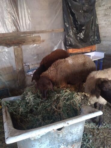 электрическая машинка для стрижки овец: Qoyun sürüsü – qarışıq rəngli yerli cinslər - Şəkillərdə 3 baş qoyun — 2