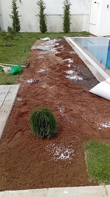 çəmən otu: Təbbi qazon danimarka enli yarpaq çatrlma xidməti,qurasdrma cidmeti — 5