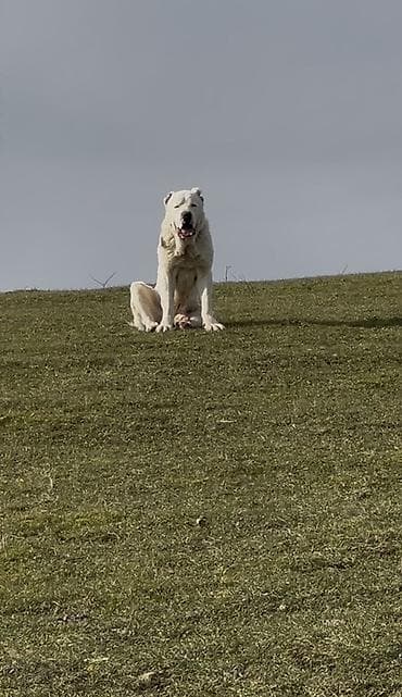 dana heyvan: Alabay, 3 ay, Erkek, Peyvəndli, Ünvandan götürmə — 4