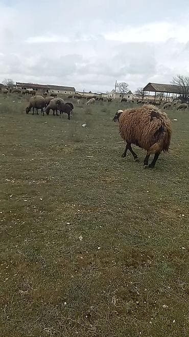 qoyun sortları: Qoyun satılır – yerli qara başlı, qəhvəyi yunlu sürü heyvanı - — 7