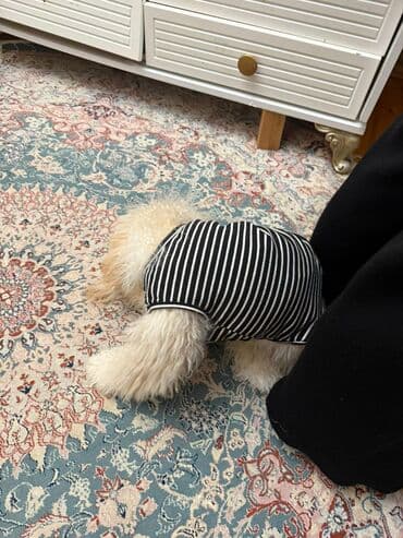 Great Wall: Pudel, 8 ay, Erkek — 3