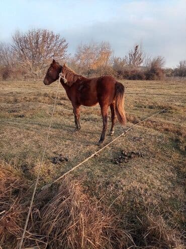 Gəmiricilər: Erkək, il: 2, Ünvandan götürmə — 9