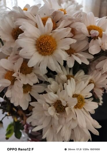 surucu isi axtariram: Xi̇rdalan erazi̇si̇nde gundeli̇k maas olan bi̇r i̇s i̇steyi̇rem.Ozum — 3