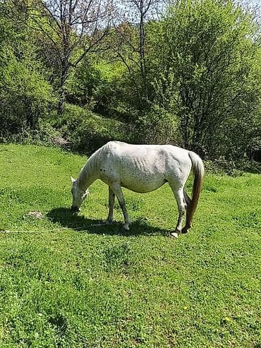 en ucuz at: Madyan 10 günə doğacaq — 1