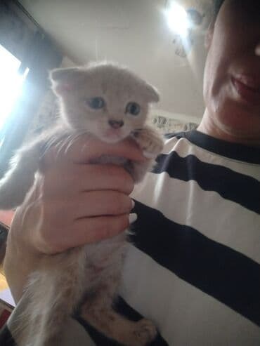 возьму собаку в хорошие руки: Кошки — 2