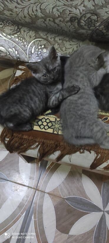 купить сибирского котёнка: Шотландская, Самец, Самка — 10