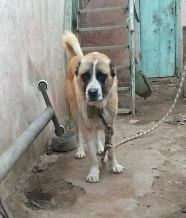 dana heyvan: Гурдбасар — 1