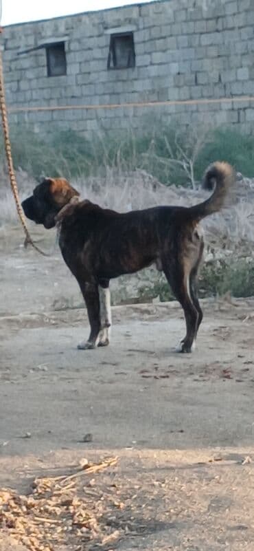собака отдам в хорошие руки: Гурдбасар, 3 годa, Самец, С прививками, Платная доставка — 13
