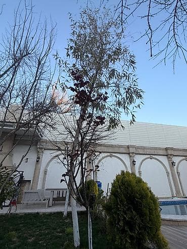 qoltuq ağacı: Ekalipt ağacı – həyət/bağ üçün dekorativ və ətirli ağac - Növ — 5