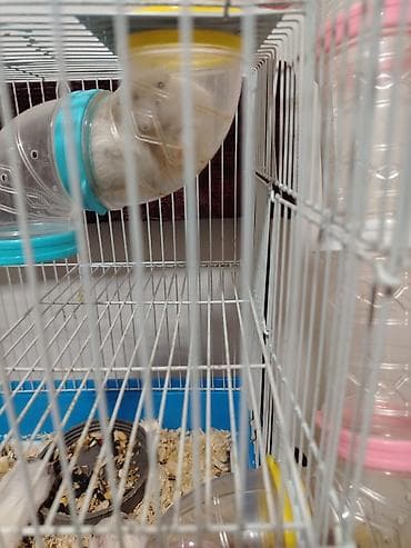ev iti pudel: Hamster. 4 eded ağ renk qefesle birlikde satlir qewenkdiler — 4