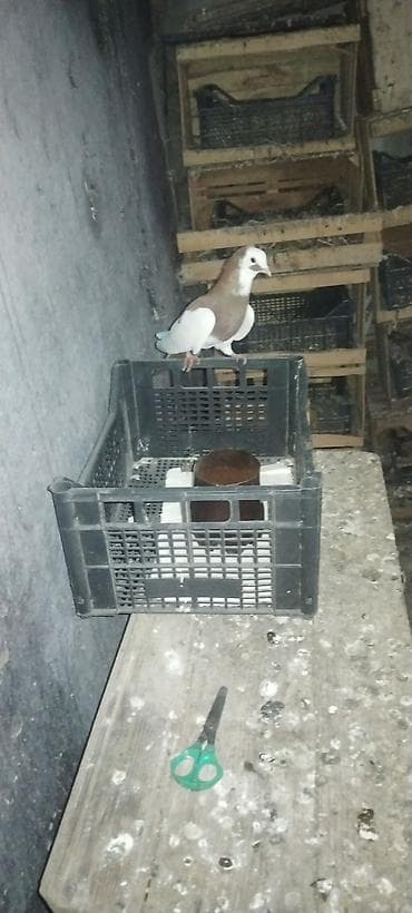 Demek qirmizi ağ bas ağ per erkeydi orta ciriğ quyrug. Sari çalka lalafo.az -da Demek qirmizi ağ bas ağ per erkeydi orta ciriğ quyrug. Sari çalka