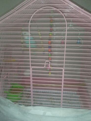 Qefesle birlikde verilir muhabbet quşudu içinin çox aksesuarı var yem