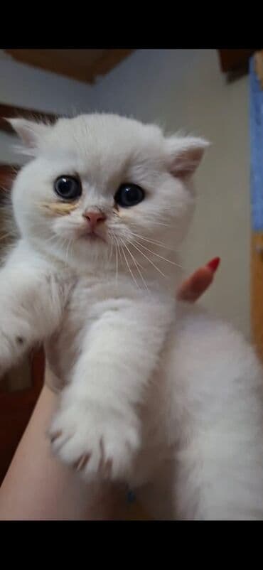 parafin dermani: Şotland, Erkək, Dişi, Ünvandan götürmə — 5