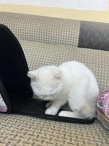 ördək növləri: ….Salam 1 yaş 4 aylıqdır dişidir ev şəraitində saxlanılıb … esger — 8