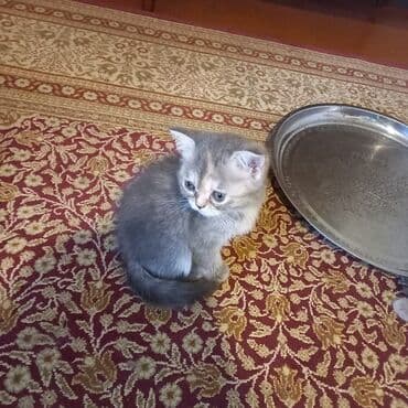 сколько стоит британский котёнок: Britan balaları. 55 günlük. Bir boz erkek qalan 3-cü dişi. Qum — 2