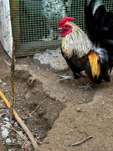 heyratı o şamo: Xoruz, Yapon, il: 1 — 3