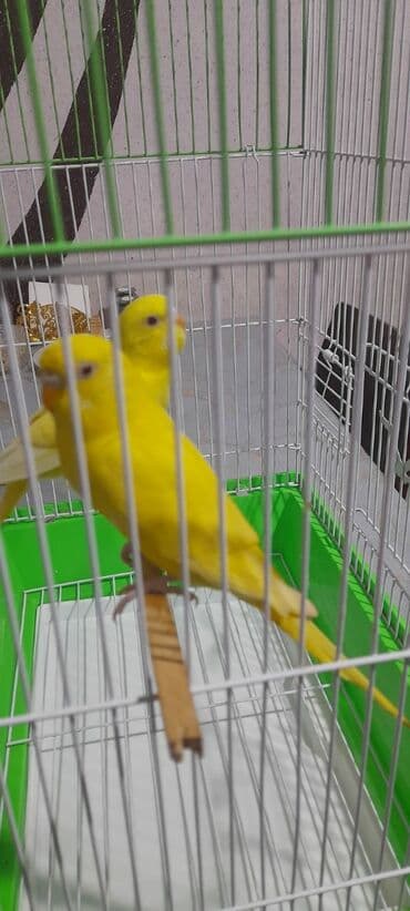 quş satisi: 1 aylıg qırmızı göz ələ öyrəşmiş quşdu
sumqayit — 4