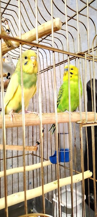 İki Cüt Tutuquşu Satılıt Bir Cüt Ağ Bir cütdə Bulud Rəngdə və Sarılı