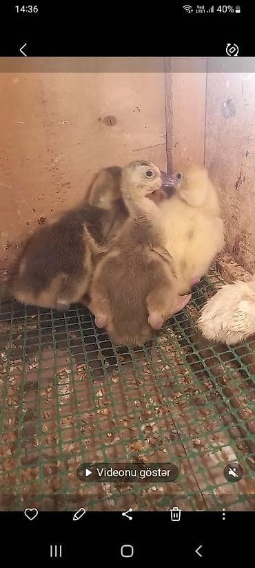 hindu: Rasiski qaz balası ünvan Bakı Maştaqa kəndi

- — 1