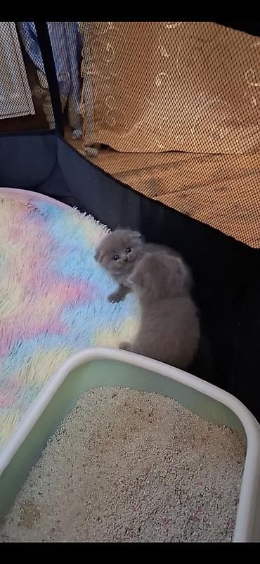 şınşılla: Şinşilla, Dişi — 2