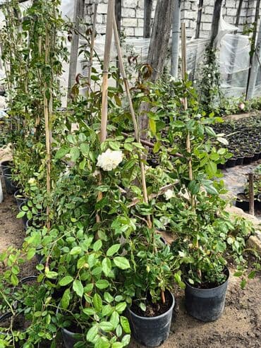 helba bitkisi faydaları: Qızıl güllər dipçək gülləri həmişə yaşıl kolları zəhmət olmasa — 3