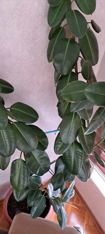 Lincoln: Fikus bitkiləri satılır . Həmişəyaşıldır . Otaqların ofislərin — 7