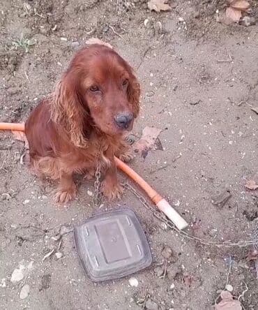 koker spaniel satilir: Koker spaniyel — 5