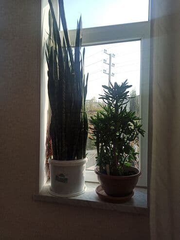 saxsi qab haqqinda: Satılır: ev otaq gülləri kolleksiyası - Sansevieriya (Qaynanadili) – — 10