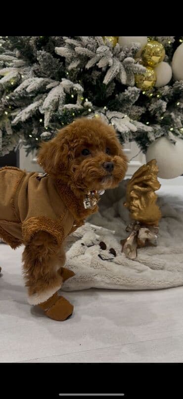 naxcivan heyvan elanlari: Pudel, 3 ay, Erkek, Peyvəndli, Ünvandan götürmə — 7