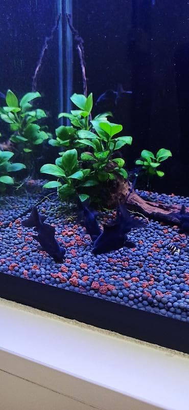 akvarium silikon: Teleskop balığı, Sülhsevər — 6