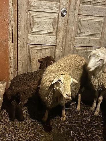 pitbull satilir: Ana Bala qoyun satılır cavan qoyundu 4 cü balası sağlam heyvandı — 2