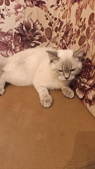 Erkək, Pulsuz çatdırılma