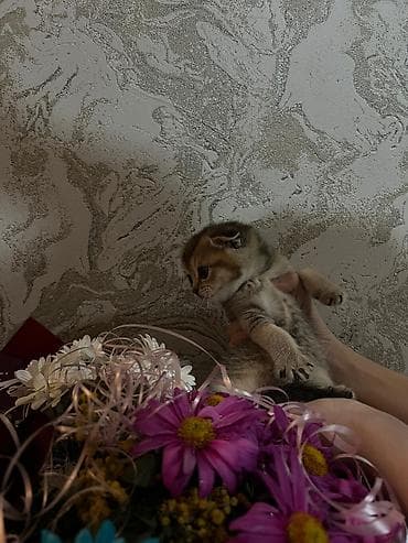 tuksuz pişik: Şotland yastı qulaq — 4