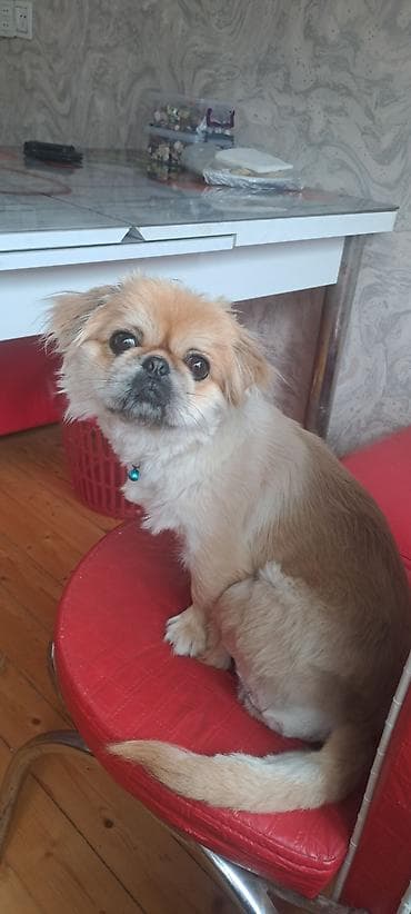 qoyun itleri: Pekines, 1 il, Dişi — 1