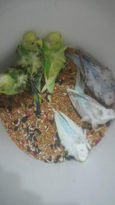 sisar quşu: Yaponiclər və yaponicdən dömmələr — 5